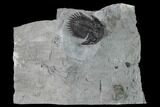Bellacartwrightia Trilobite - New York #164297-1